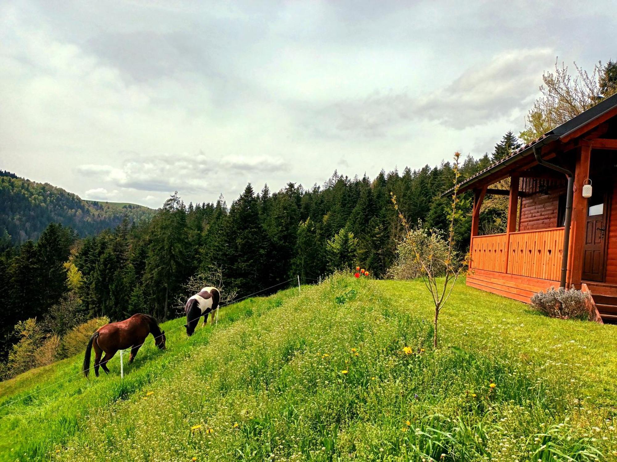 Tiny House Villa Ziri Dış mekan fotoğraf